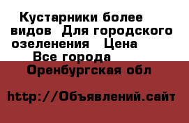 Кустарники более 100 видов. Для городского озеленения › Цена ­ 70 - Все города  »    . Оренбургская обл.